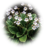 復活草エキス