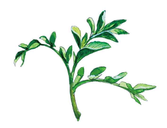 「生薬の王」甘草とは…? 「生薬の王」甘草とは…?