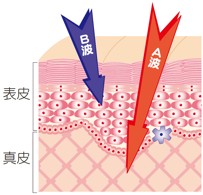 UV-B波、UV-A波 UV-B波、UV-A波
