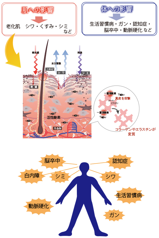 Q3.活性酸素が及ぼす影響は？