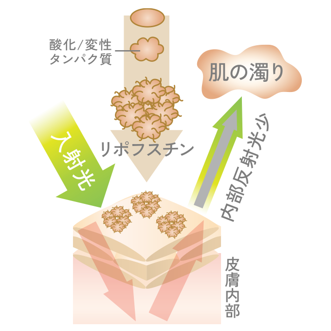 オートファジーを説明する肌の断面図