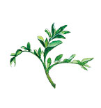 甘草