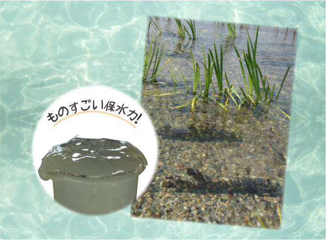 あのヒアルロン酸の5倍以上の保水力!